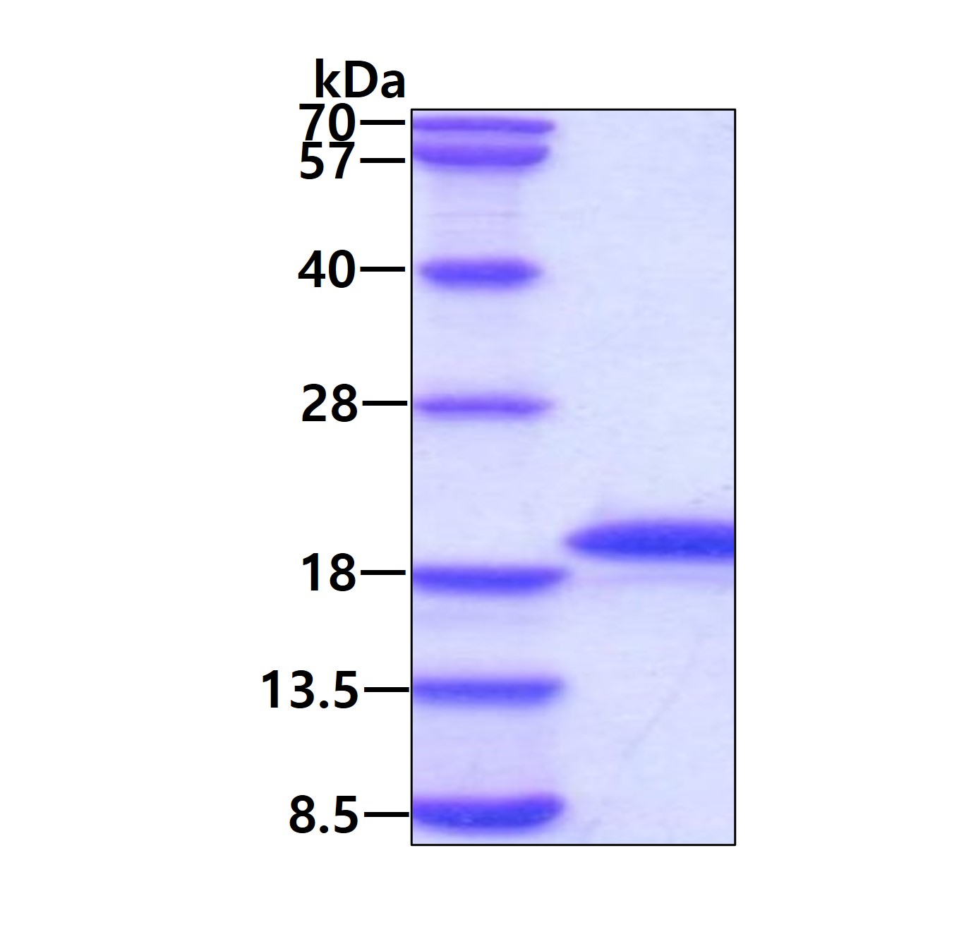 3ug by SDS-PAGE under reducing condition and visualized by coomassie blue stain.
