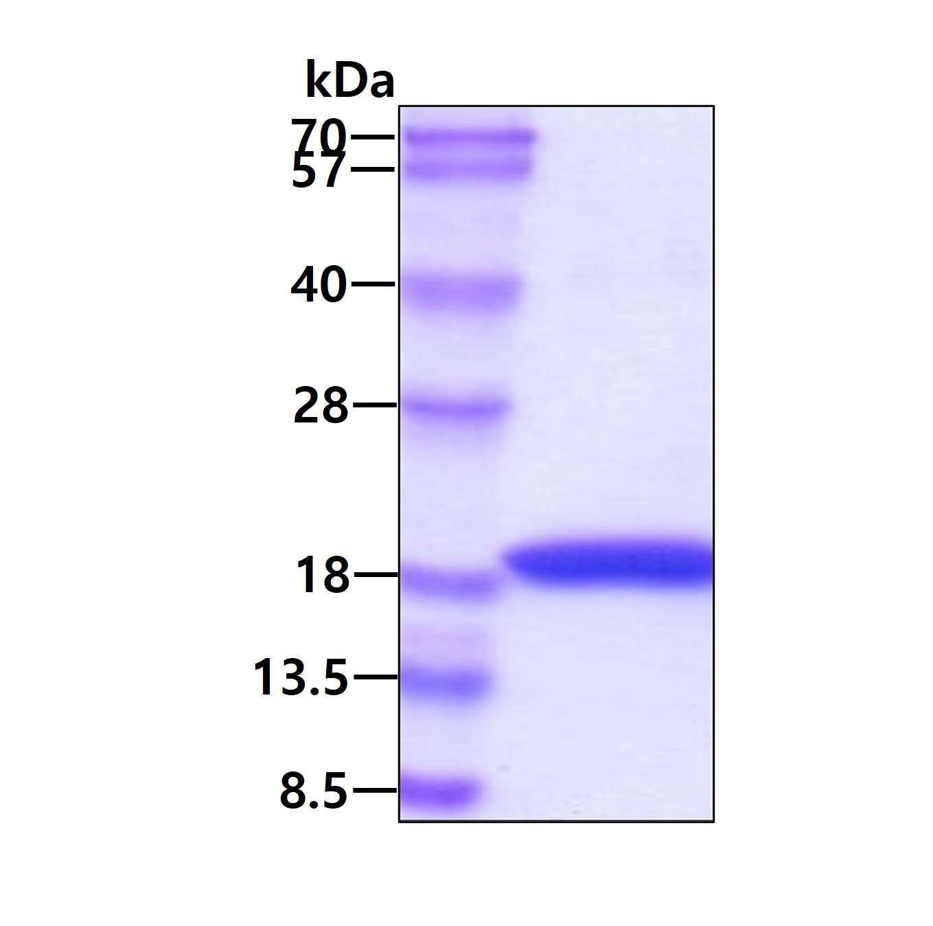 3ug by SDS-PAGE under reducing condition and visualized by coomassie blue stain.