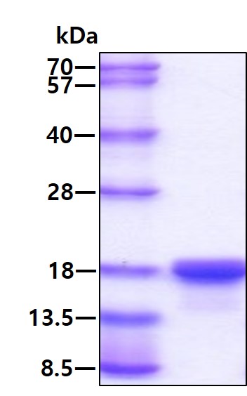 3ug by SDS-PAGE under reducing condition and visualized by coomassie blue stain.