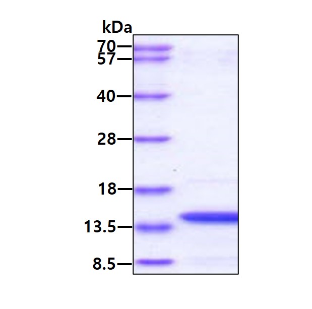 3ug by SDS-PAGE under reducing condition and visualized by coomassie blue stain.