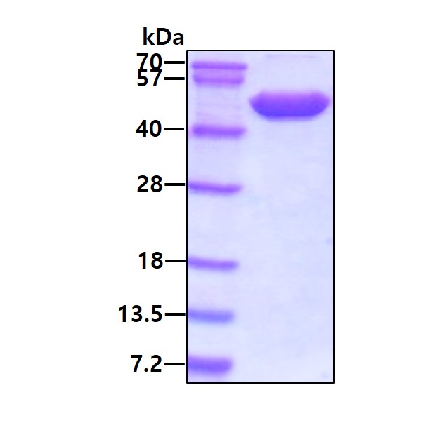 3ug by SDS-PAGE under reducing condition and visualized by coomassie blue stain