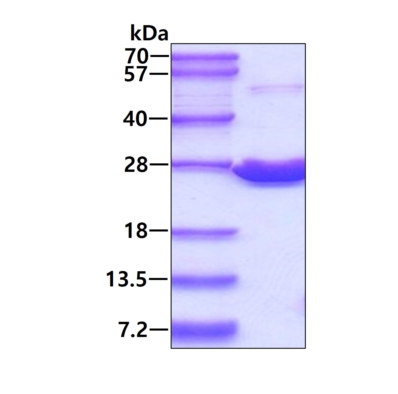 3ug by SDS-PAGE under reducing condition and visualized by coomassie blue stain.