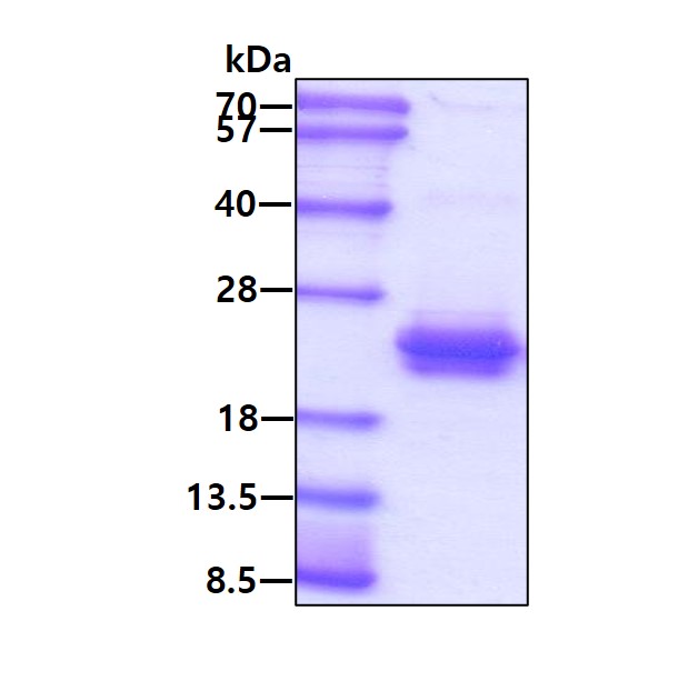 3ug by SDS-PAGE under reducing condition and visualized by coomassie blue stain.