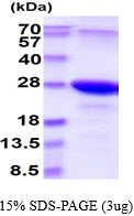 3ug by SDS-PAGE under reducing condition and visualized by coomassie blue stain.