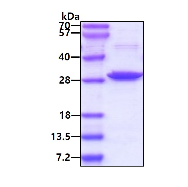 3ug by SDS PAGE under reducing condition and visualized by coomassie blue stain
