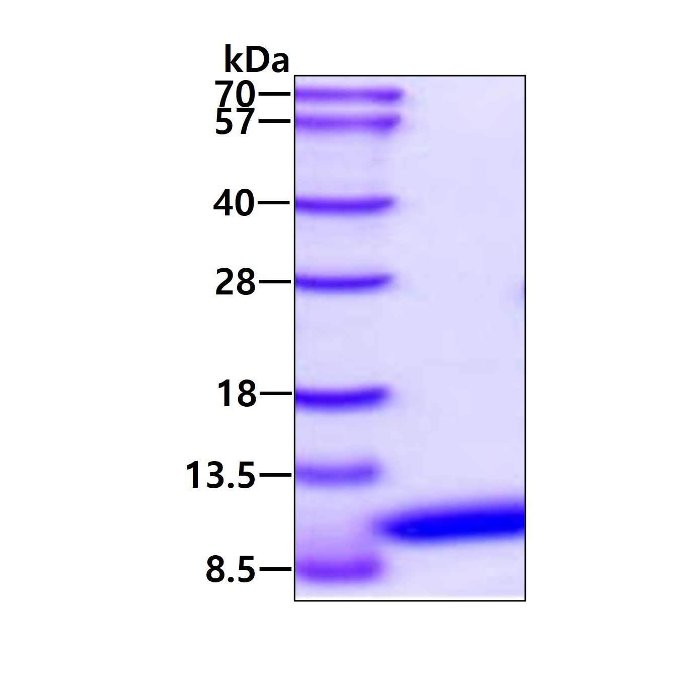 3ug by SDS-PAGE under reducing condition and visualized by coomassie blue stain.
