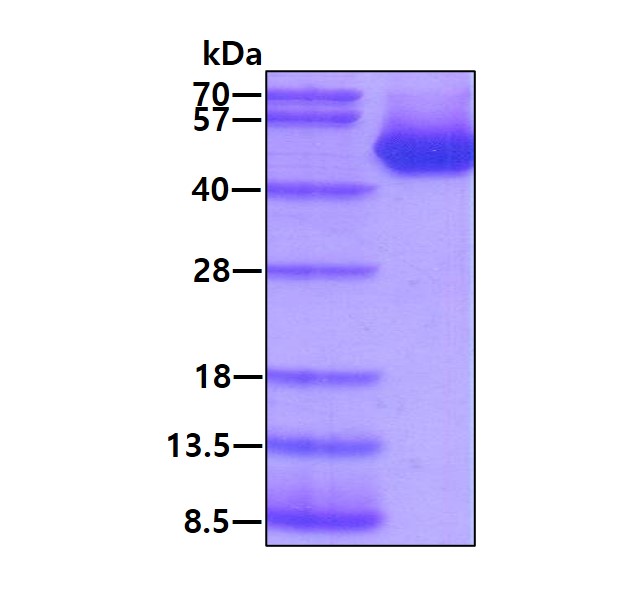 3ug by SDS-PAGE under reducing condition and visualized by coomassie blue stain.