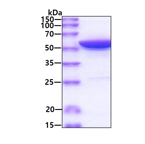 3ug by SDS-PAGE under reducing condition and visualized by coomassie blue stain.