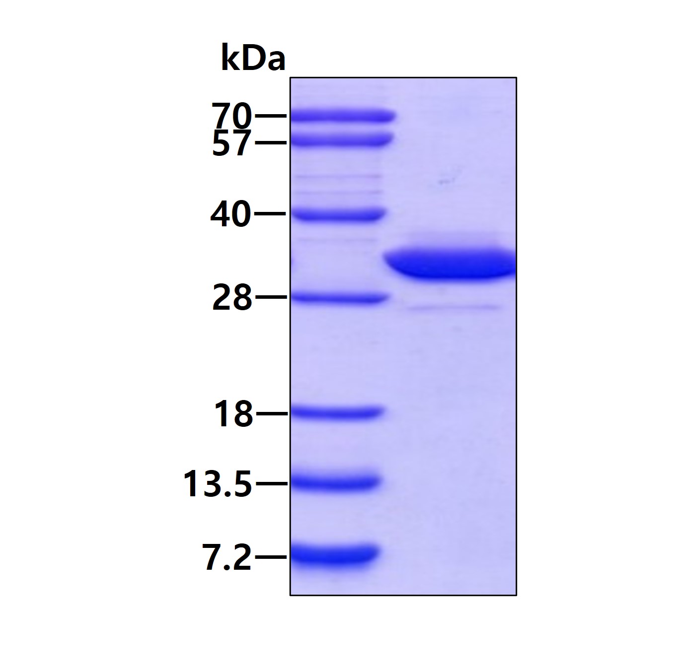 3ug by SDS-PAGE under reducing condition and visualized by coomassie blue stain.