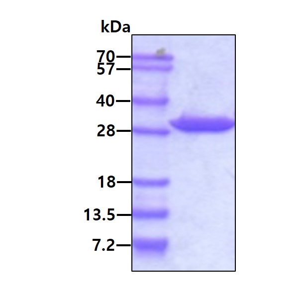 3ug by SDS-PAGE under reducing condition and visualized by coomassie blue stain.
