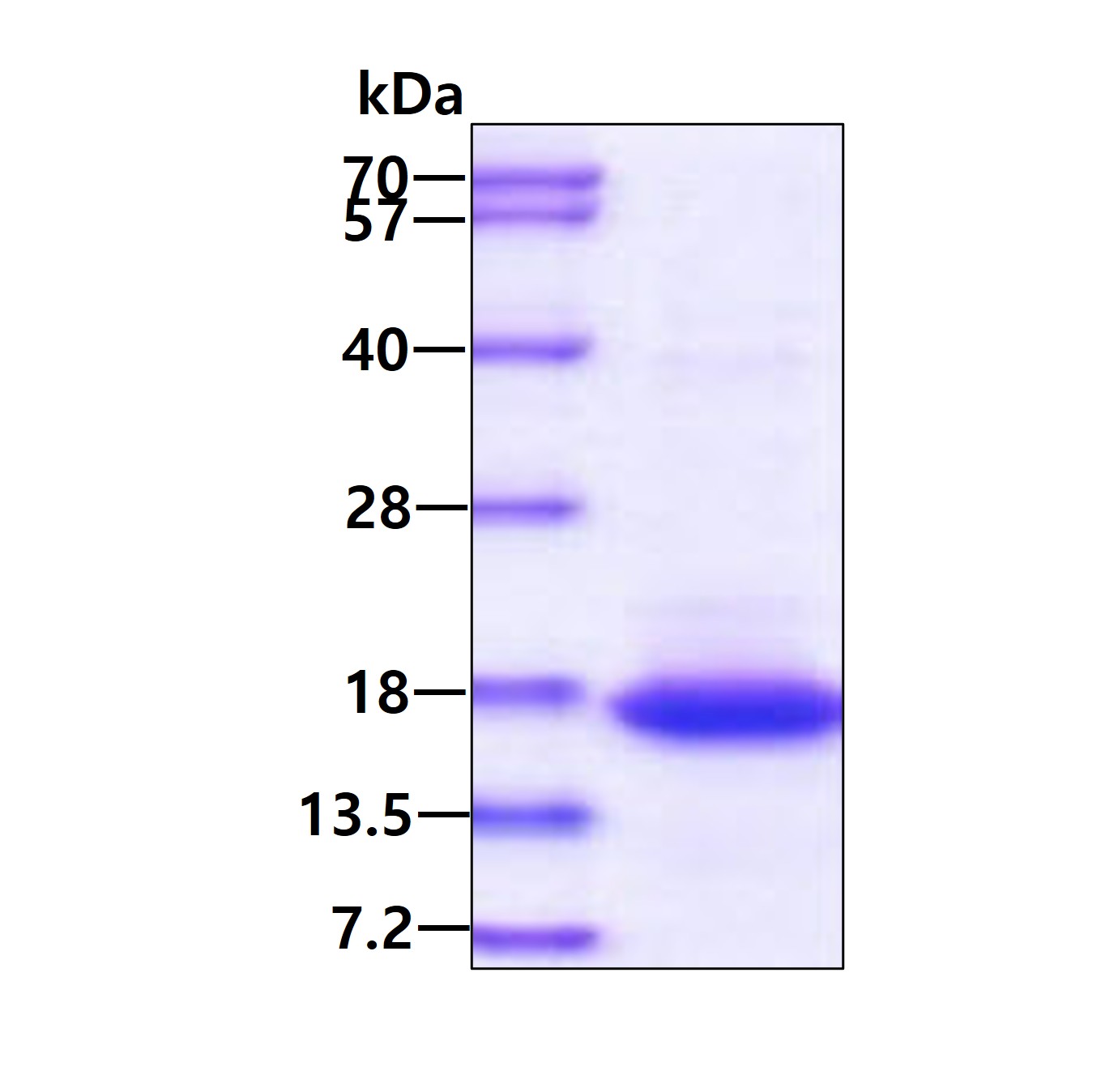 3ug by SDS-PAGE under reducing condition and visualized by coomassie blue stain.