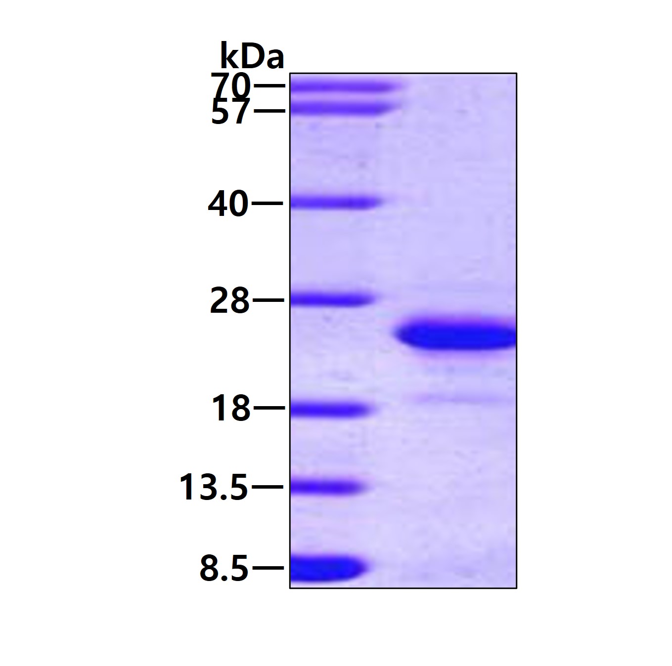 3ug by SDS-PAGE under reducing condition and visualized by coomassie blue stain.