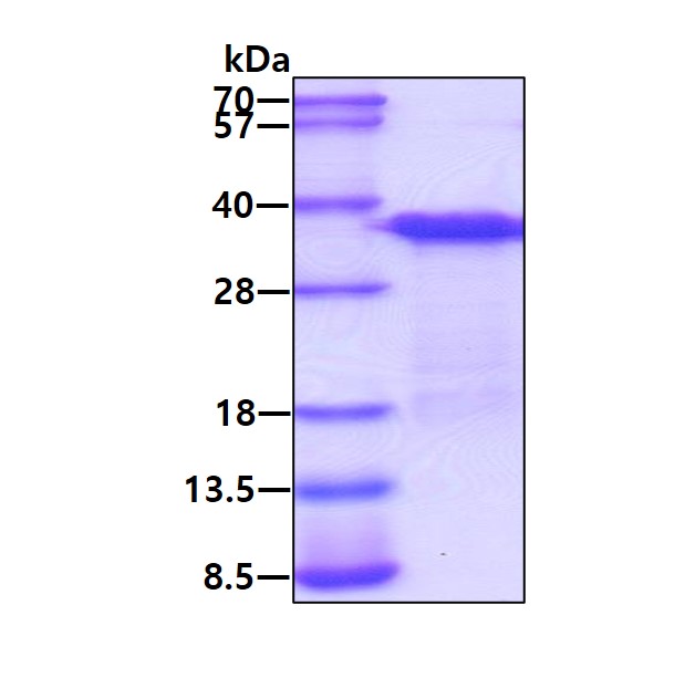 3ug by SDS-PAGE under reducing condition and visualized by coomassie blue stain.