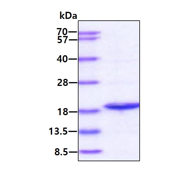 3ug by SDS-PAGE under reducing condition and visualized by coomassie blue stain