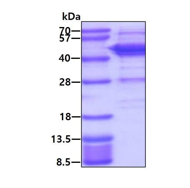 3ug by SDS-PAGE under reducing condition and visualized by coomassie blue stain.