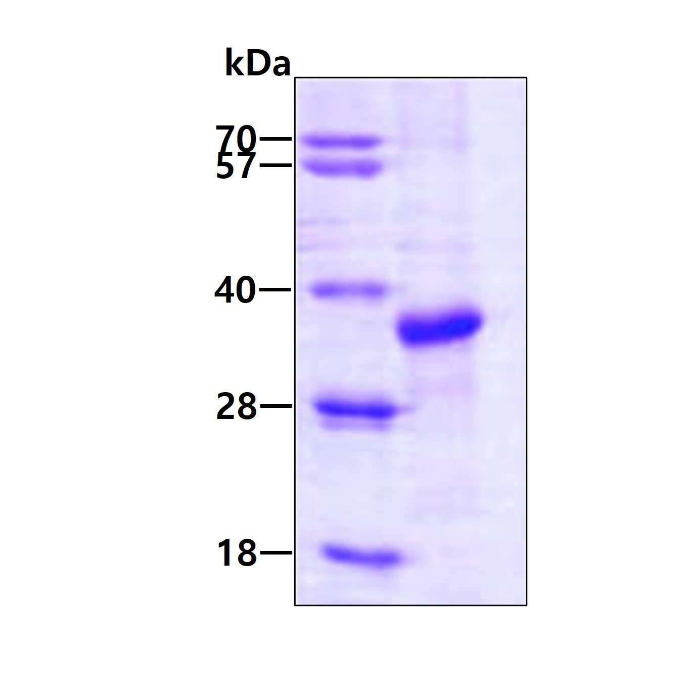 3ug by SDS-PAGE under reducing condition and visualized by coomassie blue stain.