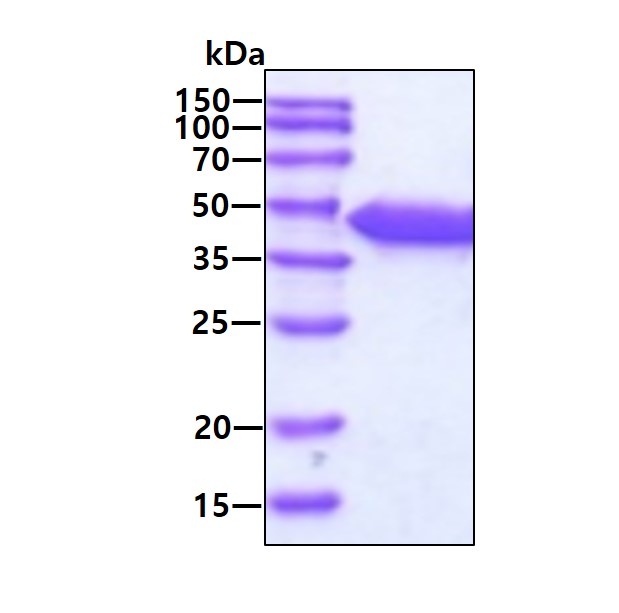 3ug by SDS-PAGE under reducing condition and visualized by coomassie blue stain.