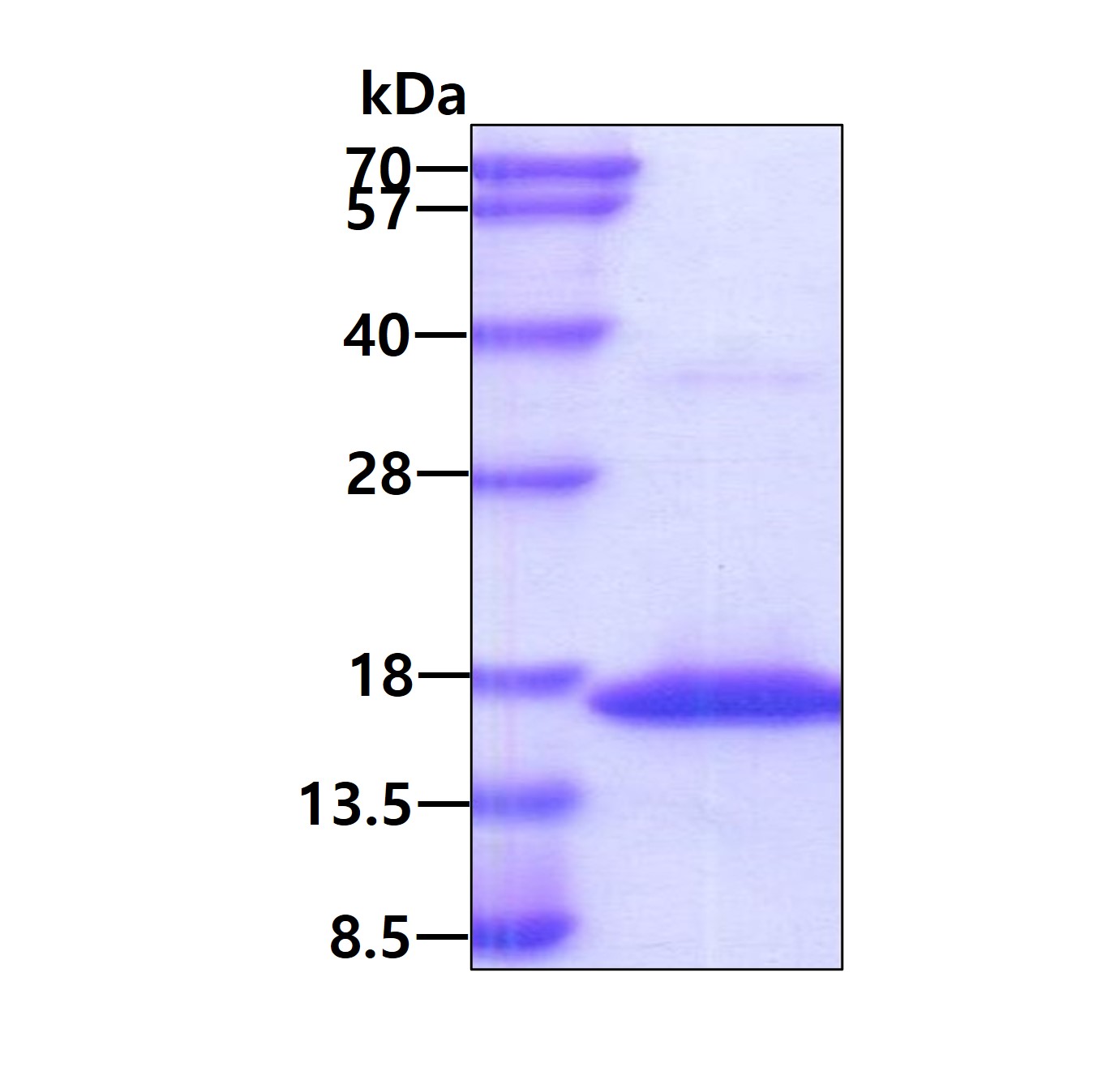 3ug by SDS-PAGE under reducing condition and visualized by coomassie blue stain.