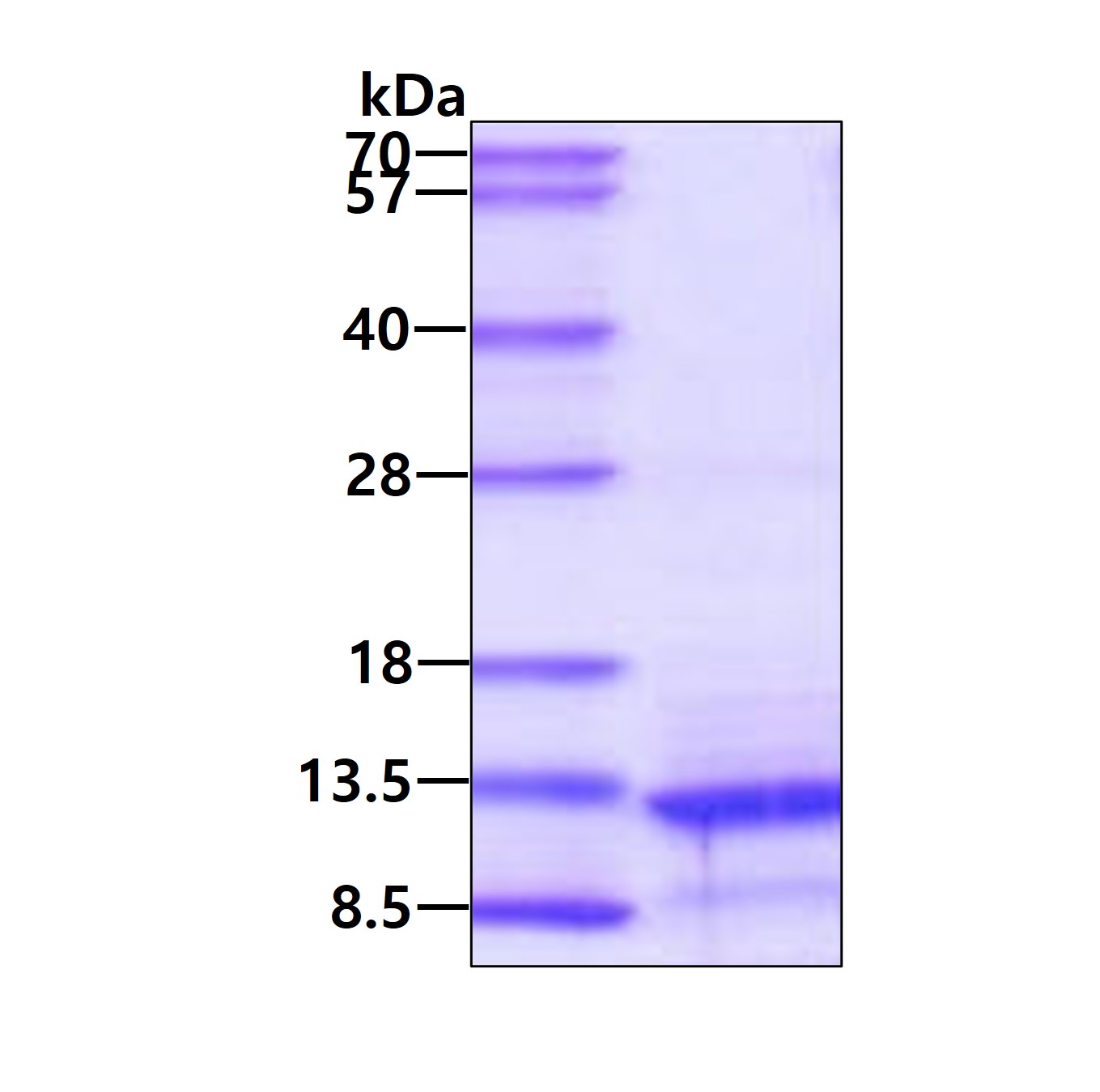 3ug by SDS-PAGE under reducing condition and visualized by coomassie blue stain.