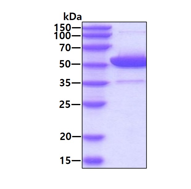 3ug by SDS-PAGE under reducing condition and visualized by coomassie blue stain.