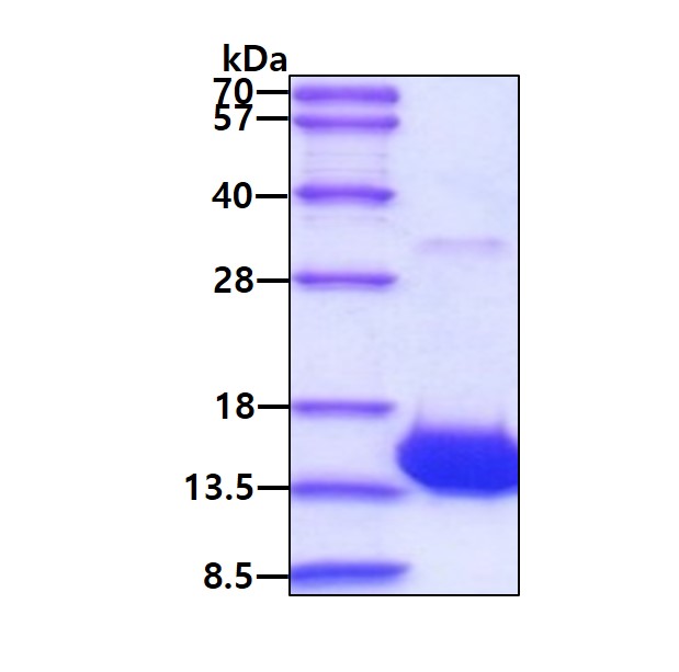 3ug by SDS-PAGE under reducing condition and visualized by coomassie blue stain