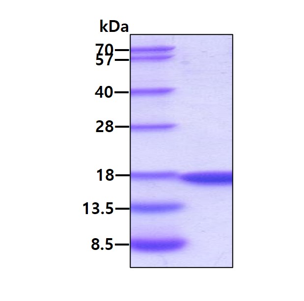 3ug by SDS-PAGE under reducing condition and visualized by coomassie blue stain.