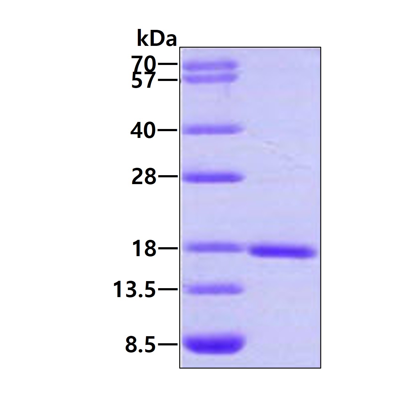 3ug by SDS-PAGE under reducing condition and visualized by coomassie blue stain.