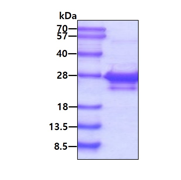 3ug by SDS-PAGE under reducing condition and visualized by coomassie blue stain.