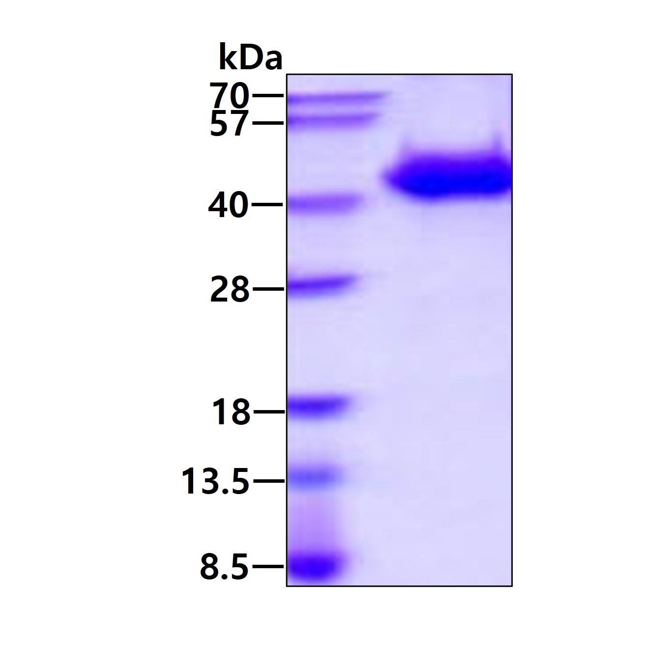 3ug by SDS-PAGE under reducing condition and visualized by coomassie blue stain.