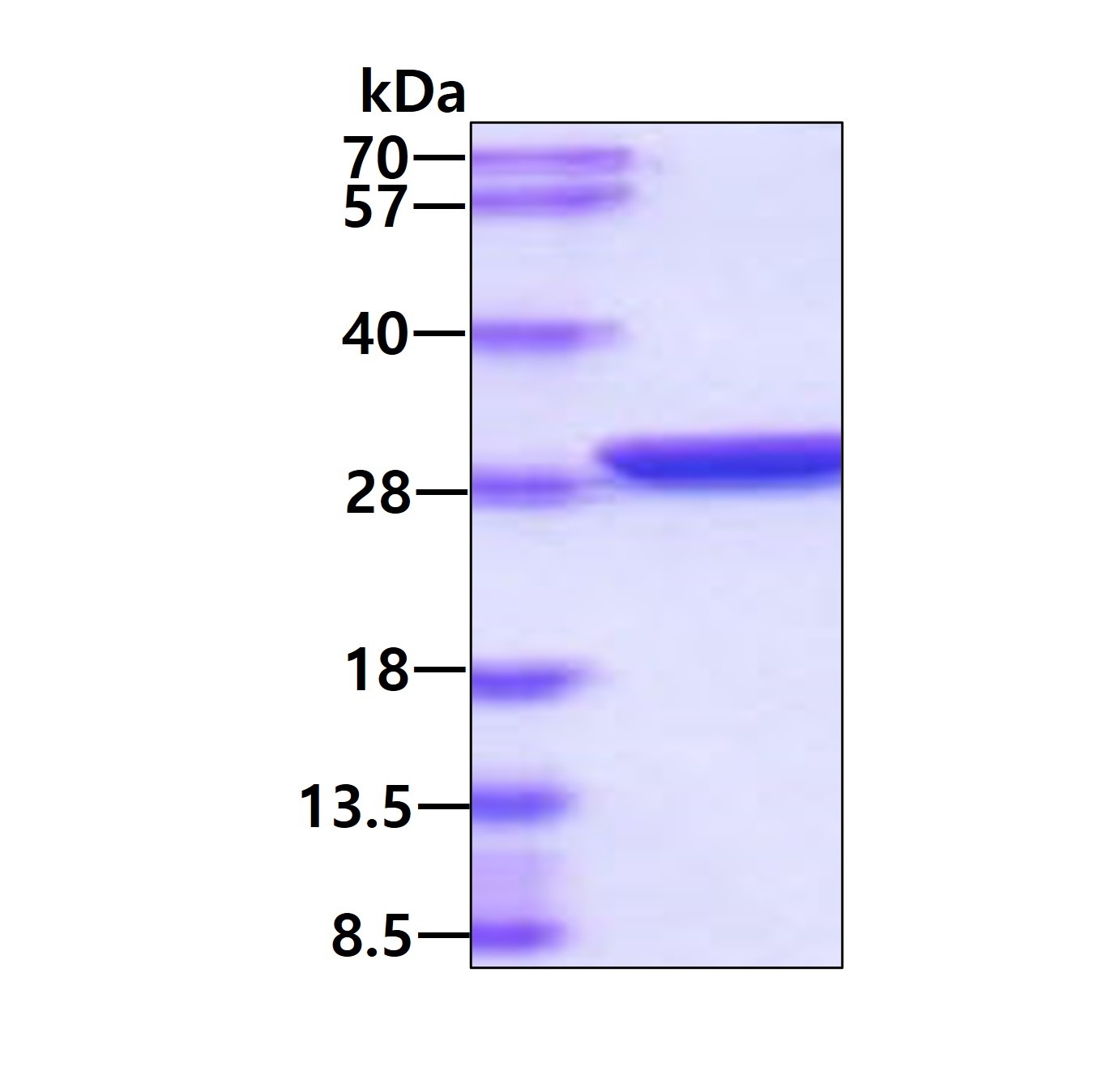 3ug by SDS-PAGE under reducing condition and visualized by coomassie blue stain.