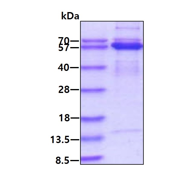 3ug by SDS-PAGE under reducing condition and visualized by coomassie blue stain.