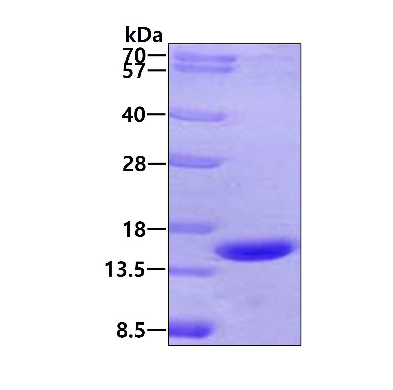 3ug by SDS-PAGE under reducing condition and visualized by coomassie blue stain.