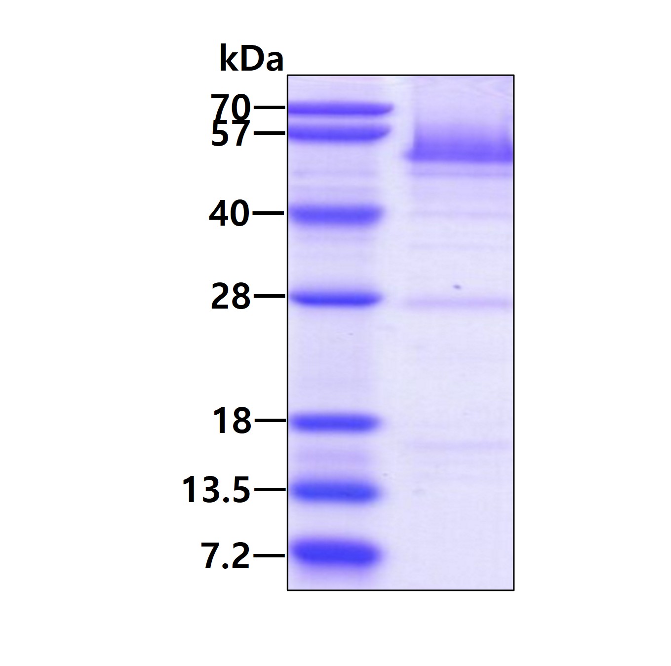 3ug by SDS-PAGE under reducing condition and visualized by coomassie blue stain.