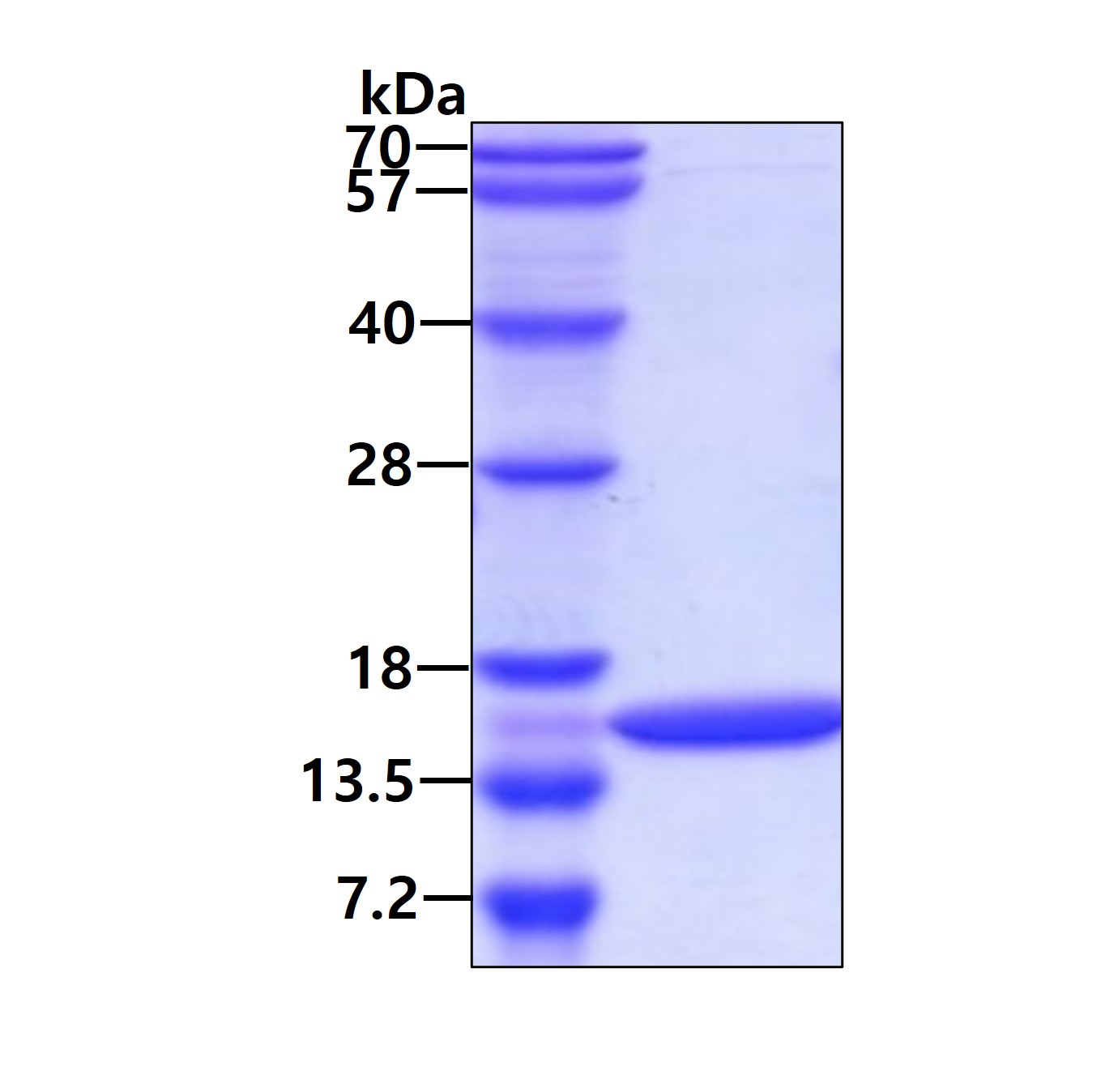 3ug by SDS-PAGE under reducing condition and visualized by coomassie blue stain.