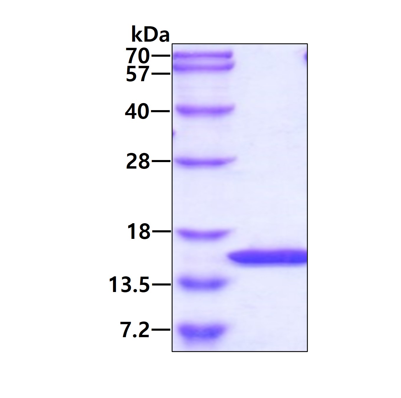 3ug by SDS-PAGE under reducing condition and visualized by coomassie blue stain.