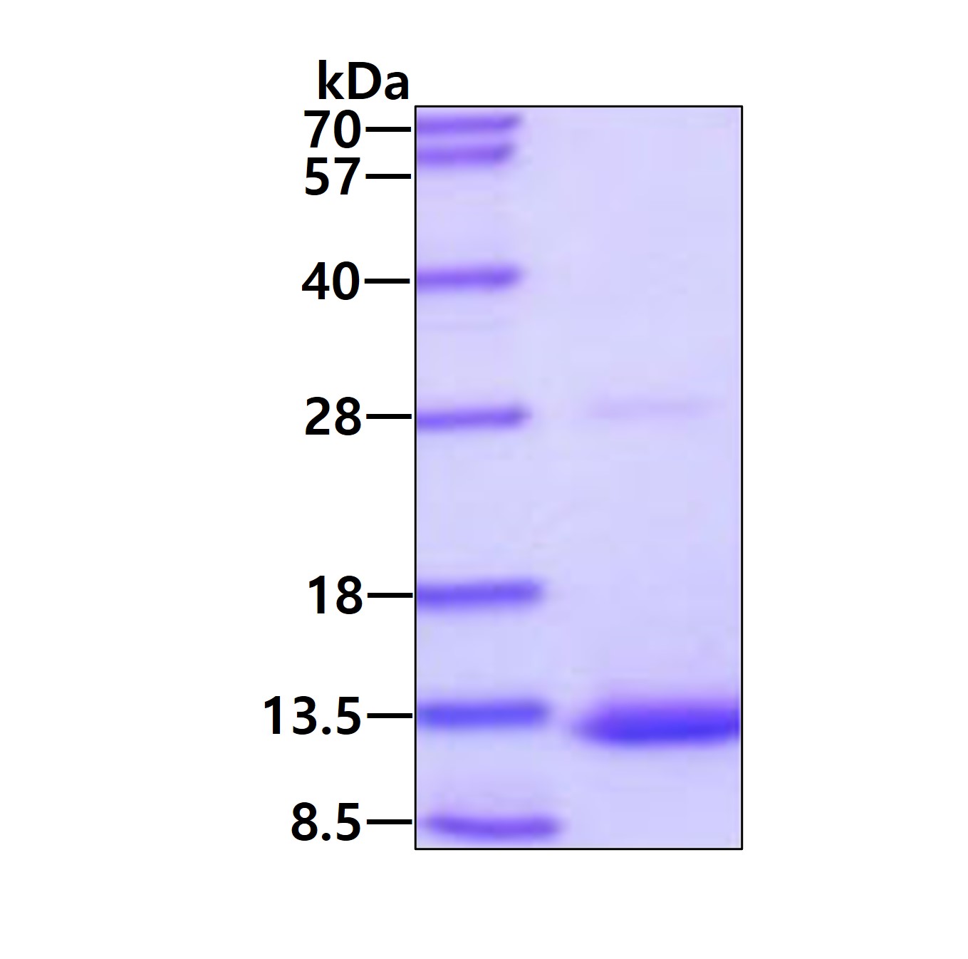 3ug by SDS-PAGE under reducing condition and visualized by coomassie blue stain.