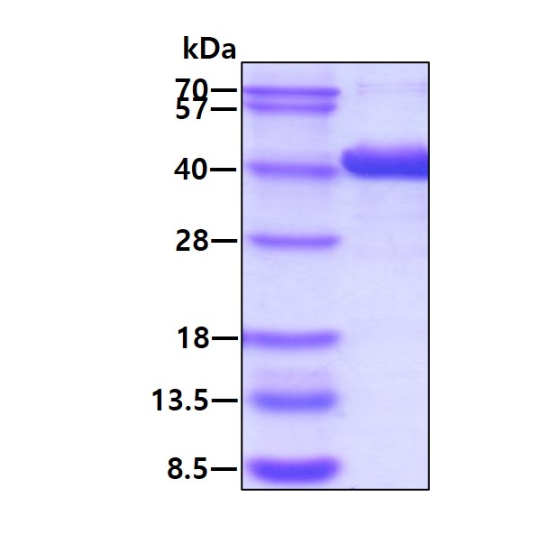 3ug by SDS-PAGE under reducing condition and visualized by coomassie blue stain.