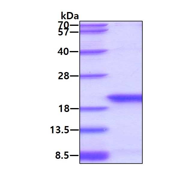 3ug by SDS-PAGE under reducing condition and visualized by coomassie blue stain.