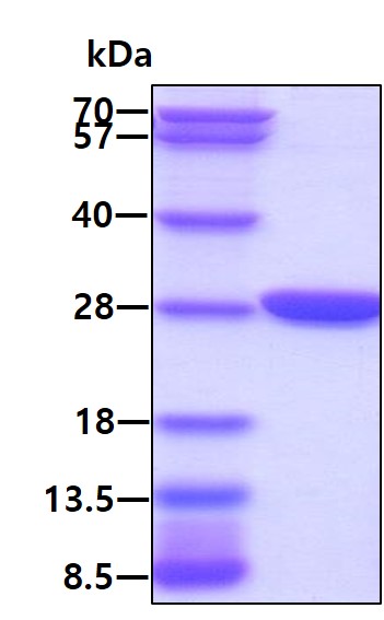 3ug by SDS-PAGE under reducing condition and visualized by coomassie blue stain.