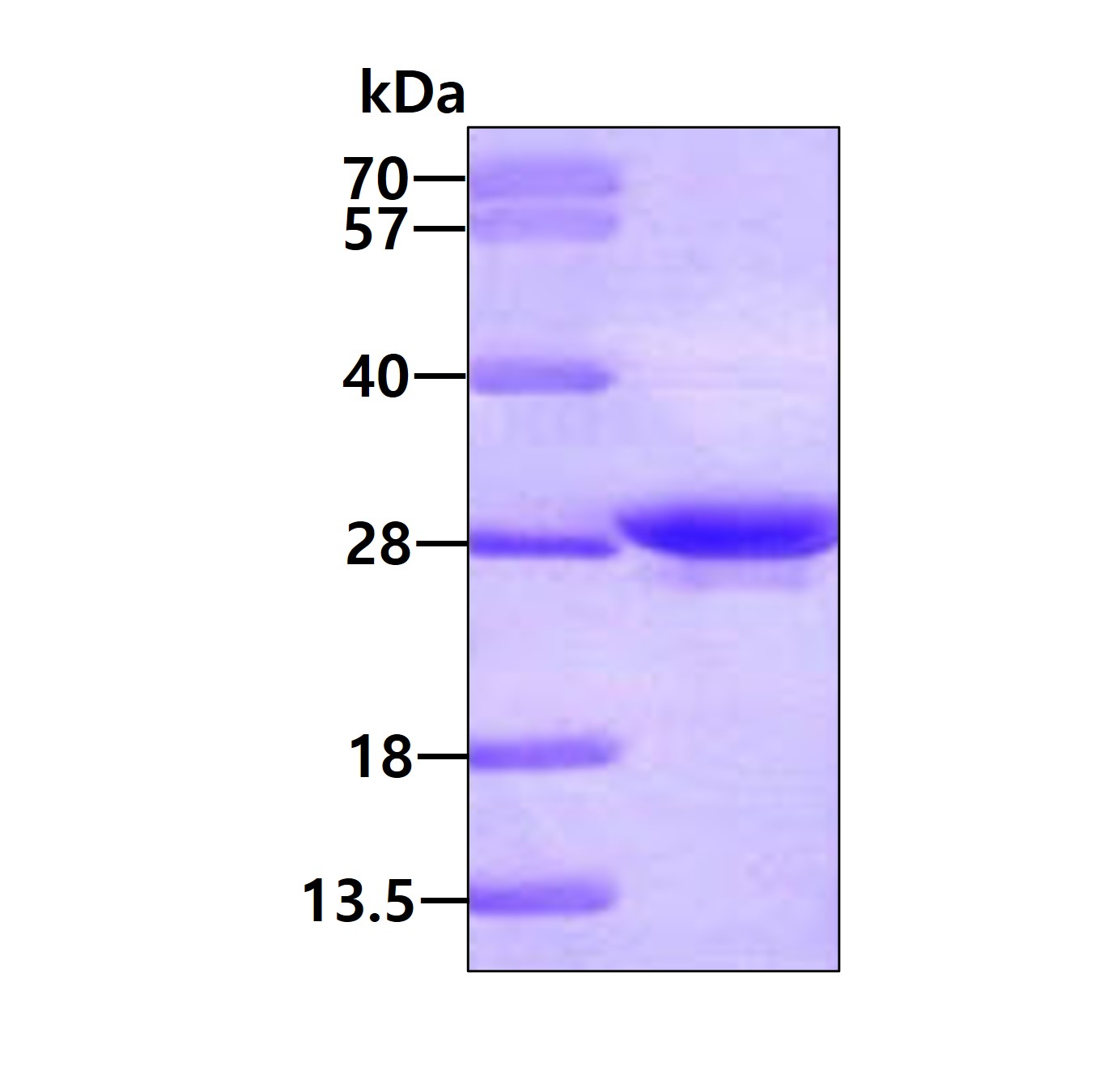 3ug by SDS-PAGE under reducing condition and visualized by coomassie blue stain.