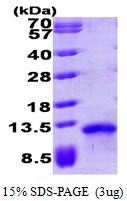 3ug by SDS-PAGE under reducing condition and visualized by coomassie blue stain.
