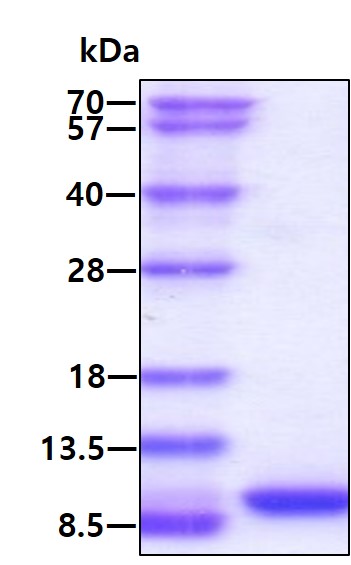 3ug by SDS-PAGE under reducing condition and visualized by coomassie blue stain.