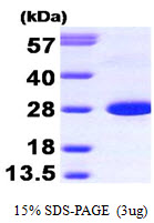 3ug by SDS-PAGE under reducing condition and visualized by coomassie blue stain.