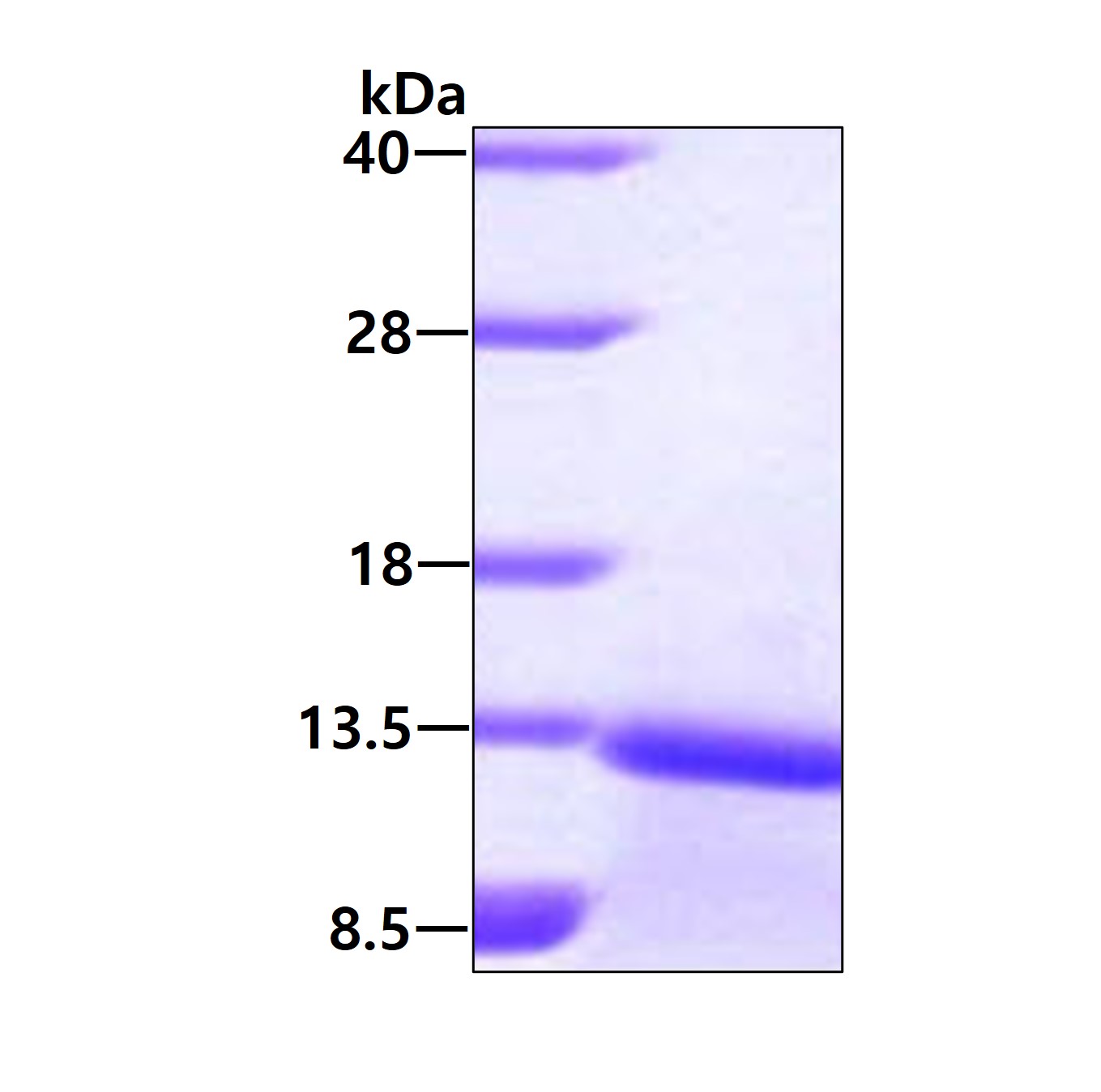 3ug by SDS-PAGE under reducing condition and visualized by coomassie blue stain.
