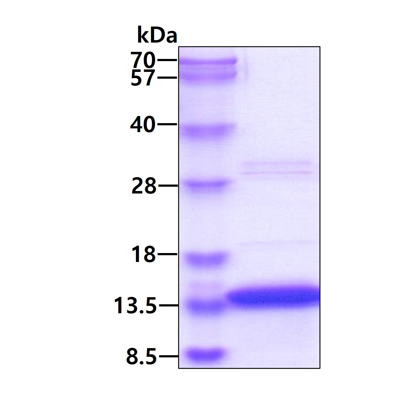 3ug by SDS-PAGE under reducing condition and visualized by coomassie blue stain.