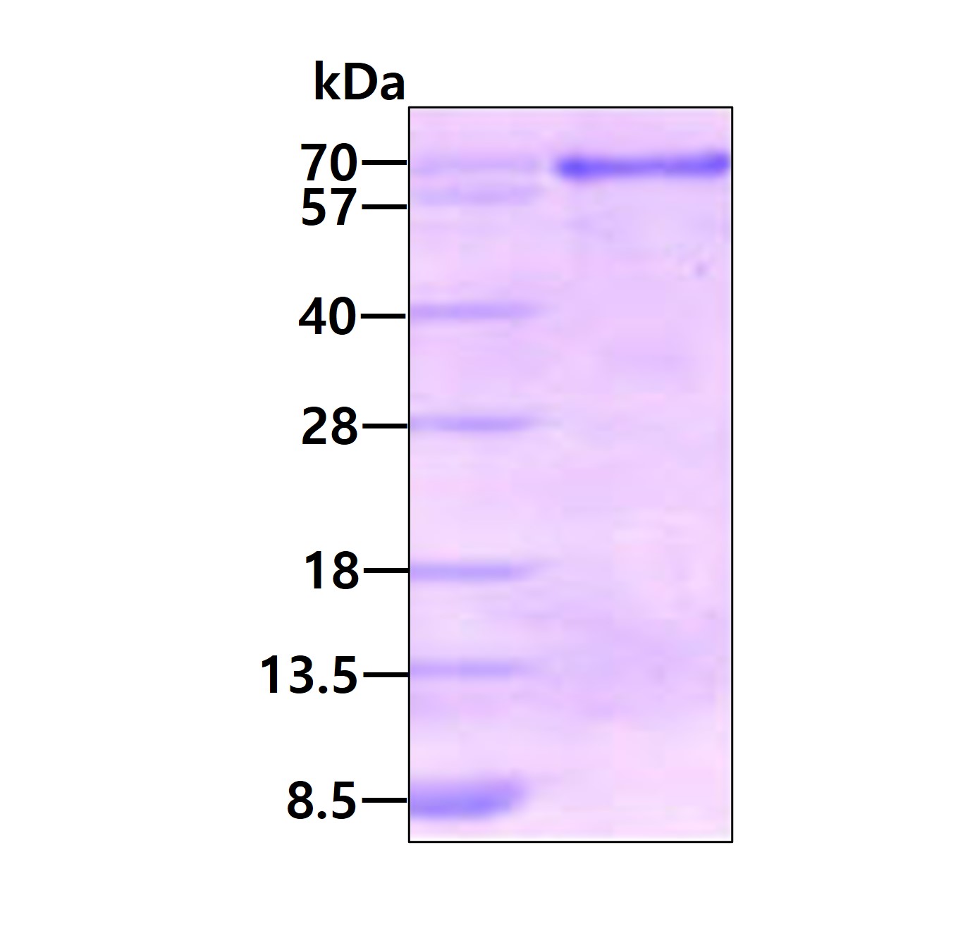 3ug by SDS-PAGE under reducing condition and visualized by coomassie blue stain.