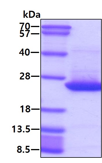3ug by SDS-PAGE under reducing condition and visualized by coomassie blue stain.