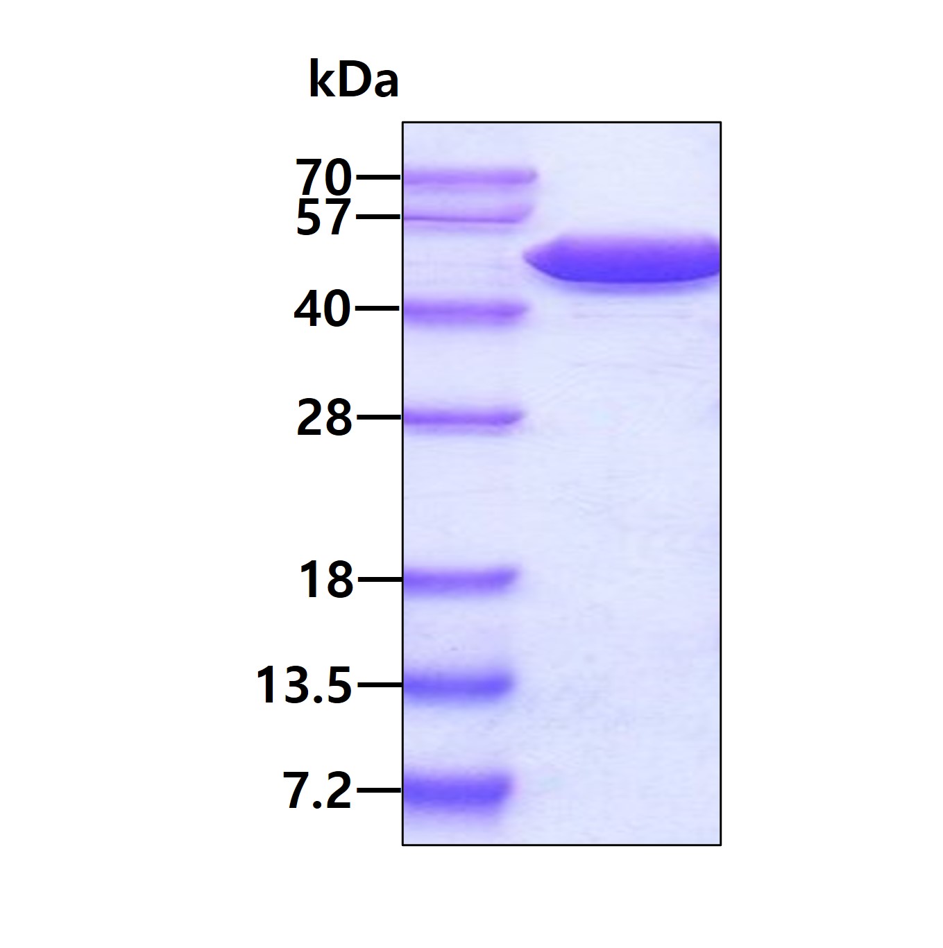 3ug by SDS-PAGE under reducing condition and visualized by coomassie blue stain.