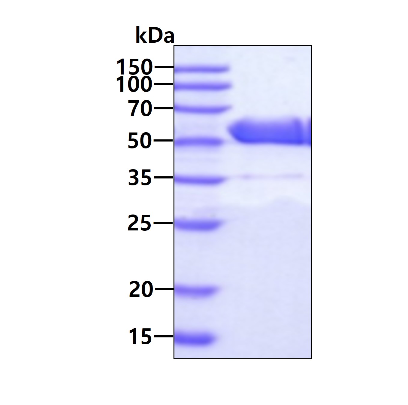 3ug by SDS-PAGE under reducing condition and visualized by coomassie blue stain.