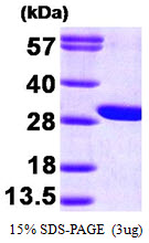 3ug by SDS-PAGE under reducing condition and visualized by coomassie blue stain.